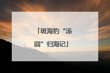 斑海豹“汤圆”归海记